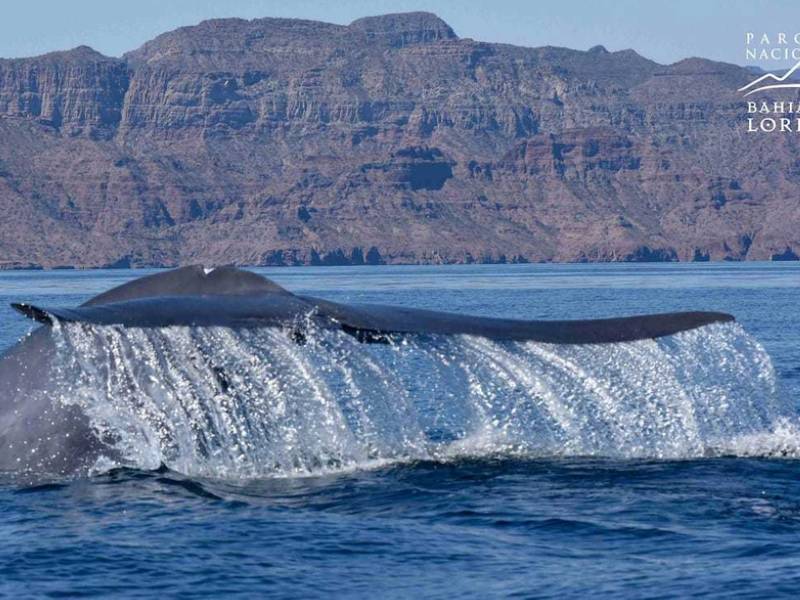 Ballenas Bahía de Loreto