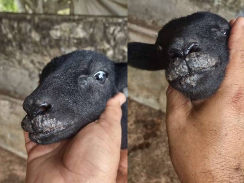 "Ectima Contagioso"animales del rebaño