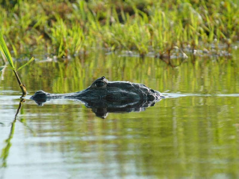 Día Mundial de los Humedales