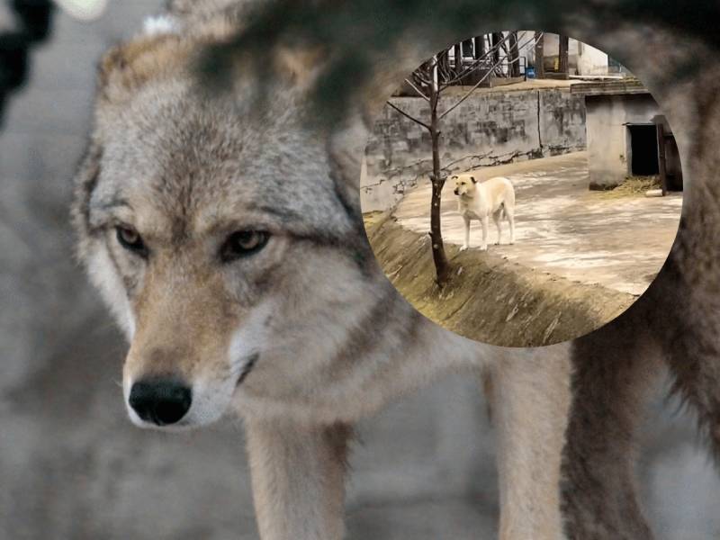 Lobo perro