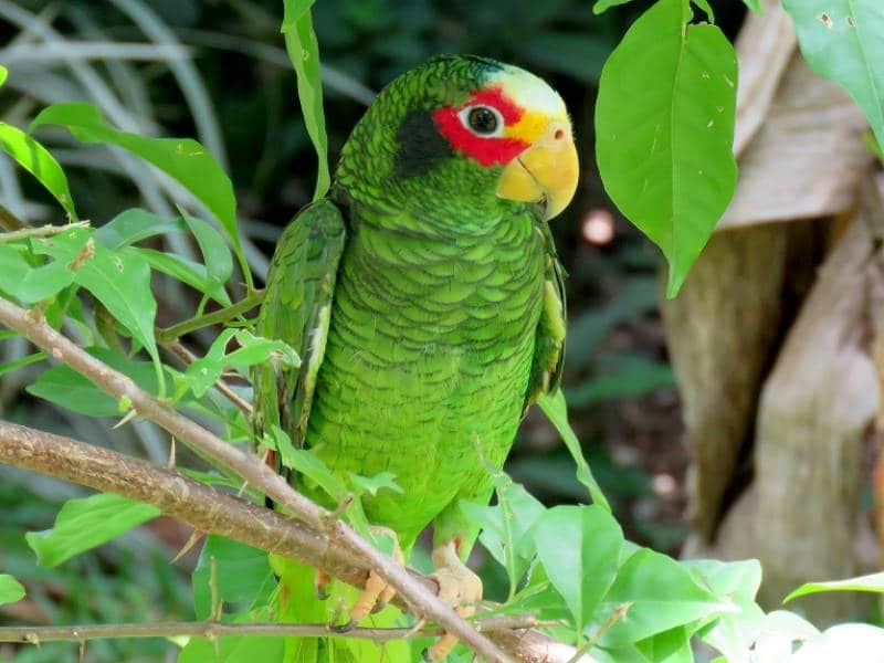 Loro yucateco