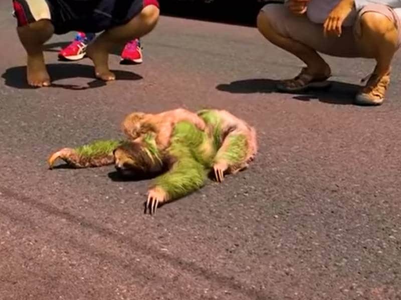 perezosa en carretera