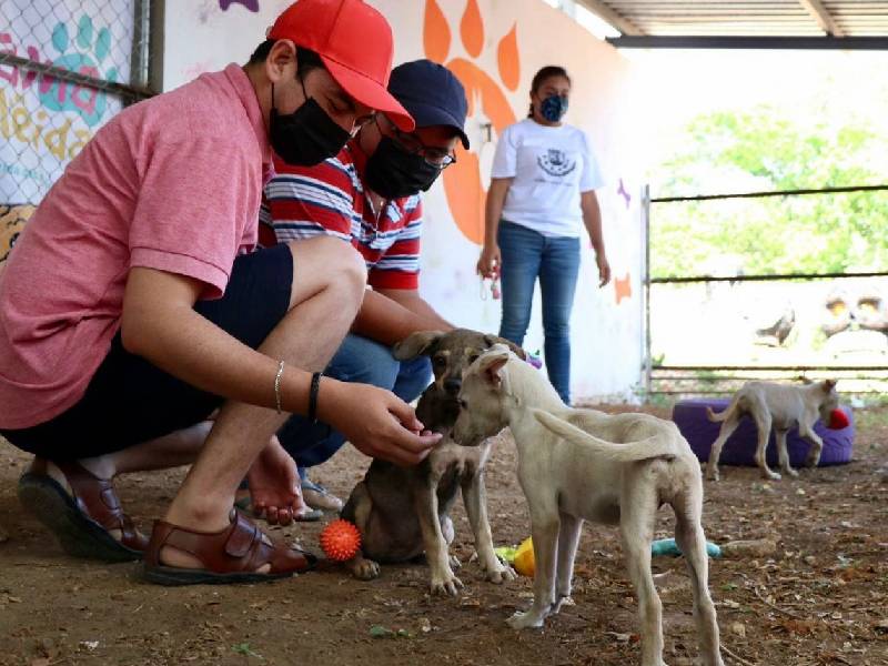 Buscan promotores de adopción de mascotas
