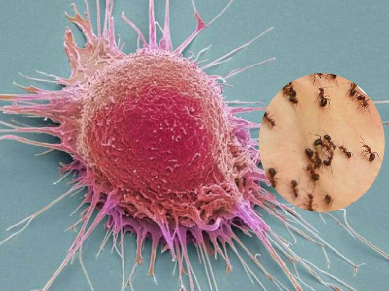 Científicos descubren hormigas cáncer