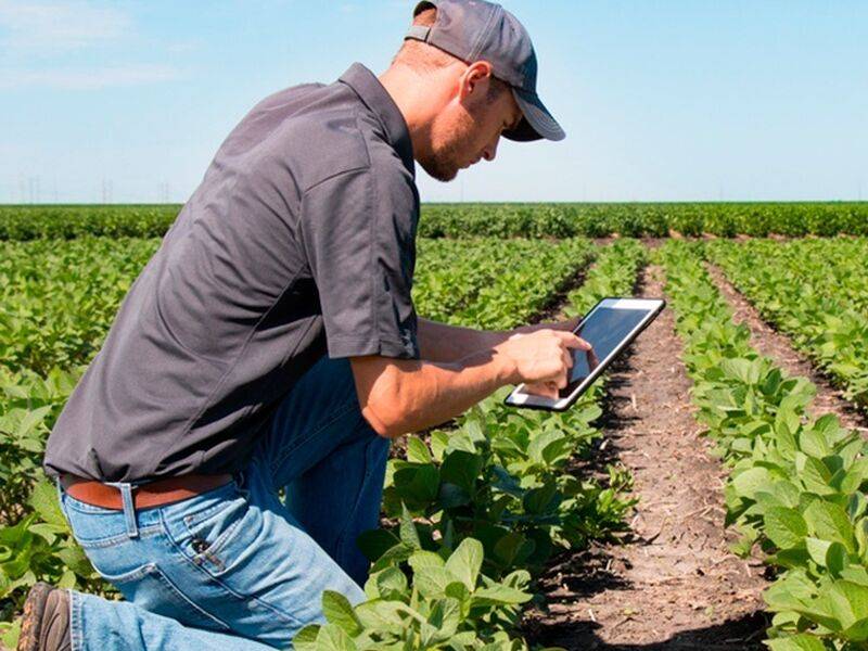 Cerca del 10% de yucatecos se dedica al sector primario