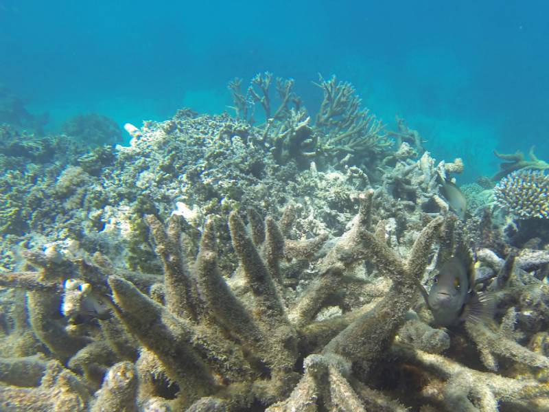 Gran Barrera de Coral ONU