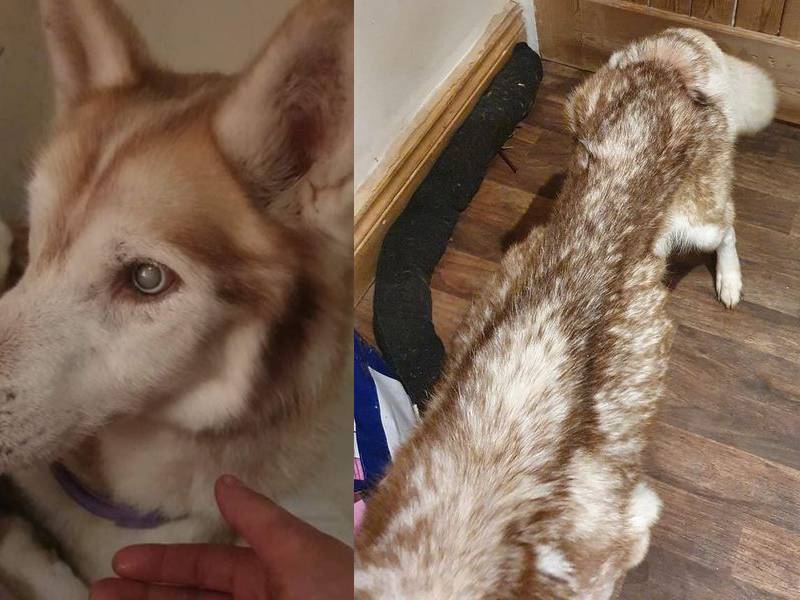 Mujer encuentra perrita