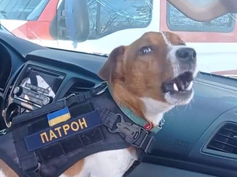 Perrito detecta bombas
