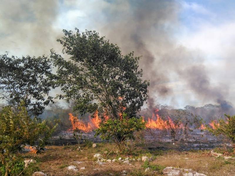 Animales silvestres en Tizimín