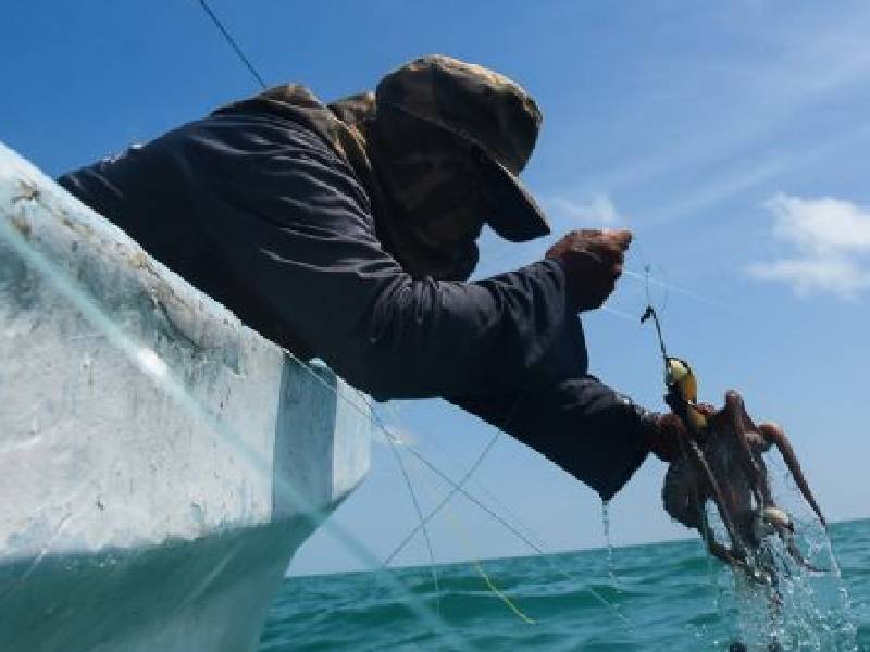 Alertan por pesca furtiva y desorganizada en el estado