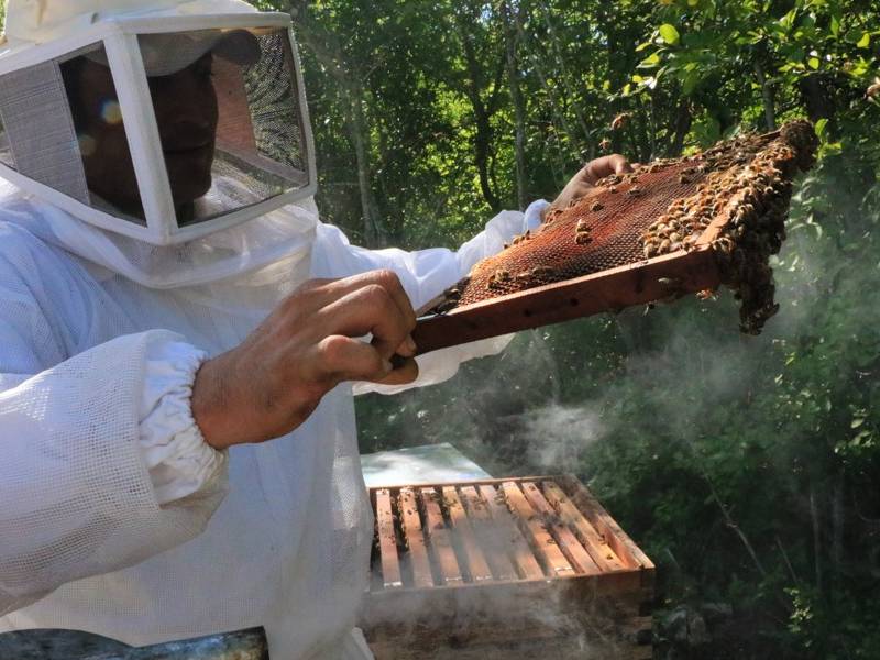 Apiturismo en Sinanché, una opción para las vacaciones