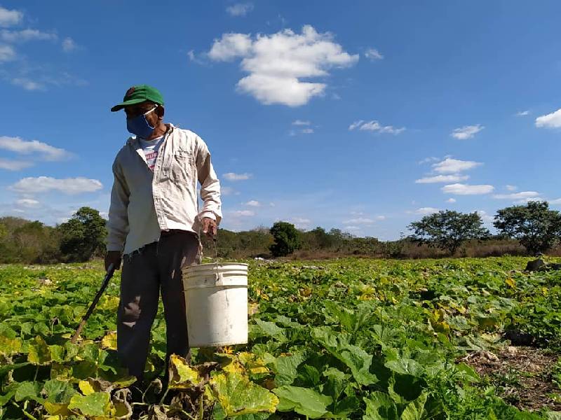 Impulsan producción del campo yucateco