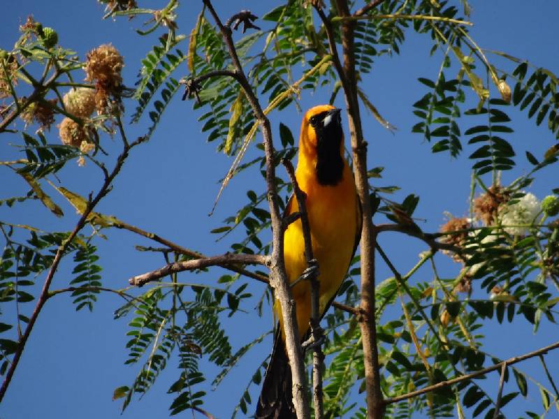 Tráfico y comercio ilegal de aves, imparable