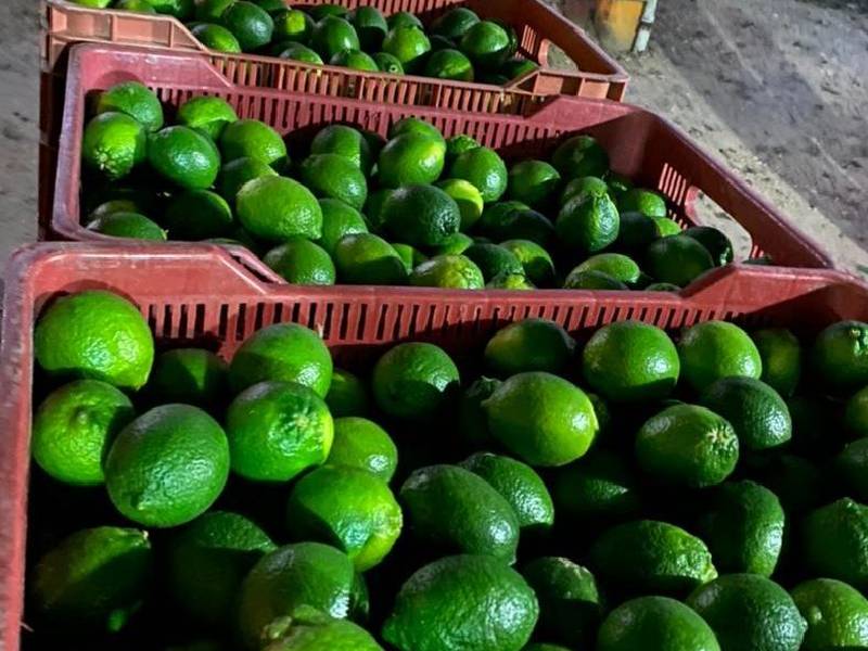 capacitan producción limón