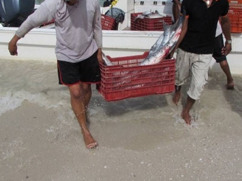 incremento pesca mero