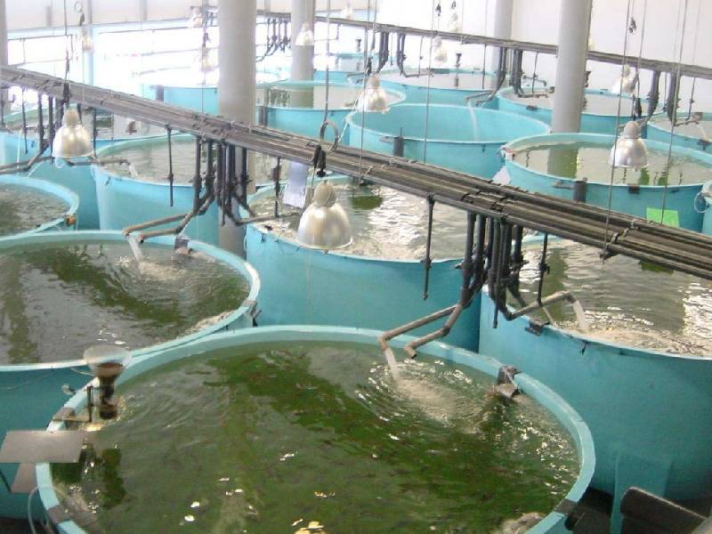 Progresa acuacultura con éxito en Yucatán