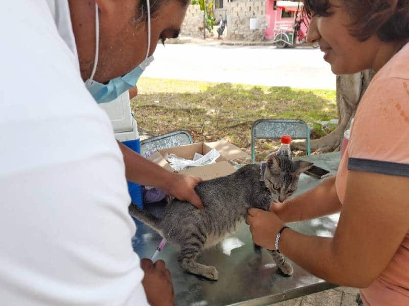vacunación antirrábica