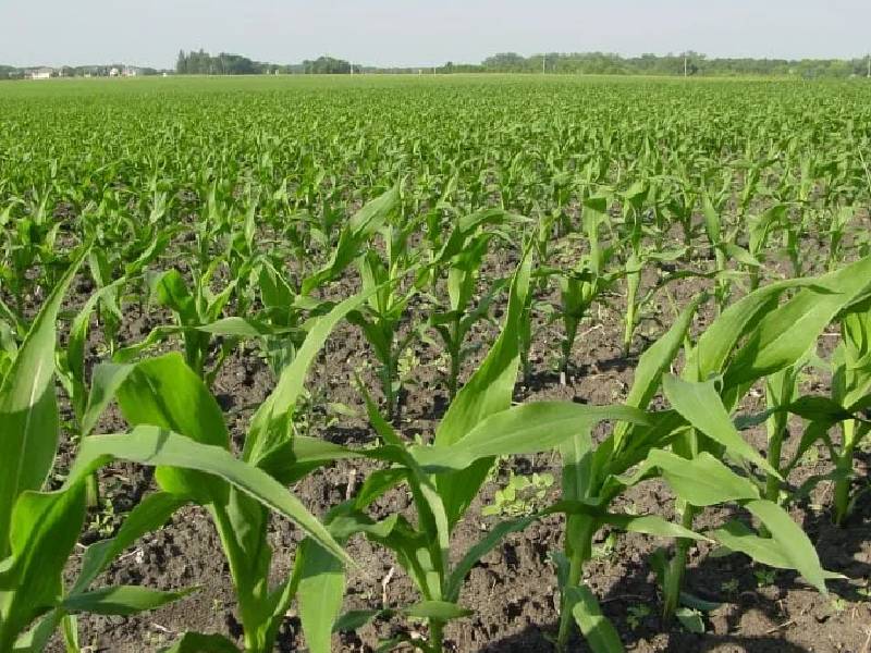 Península de Yucatán