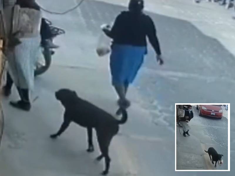 perro roba cemitas