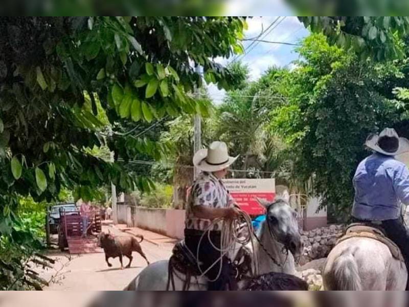 toro se escapa