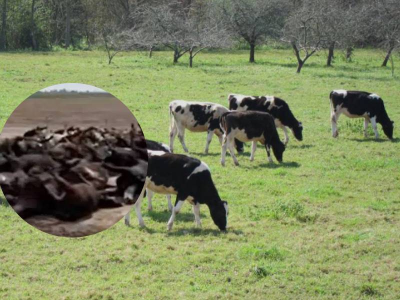 vacas calor