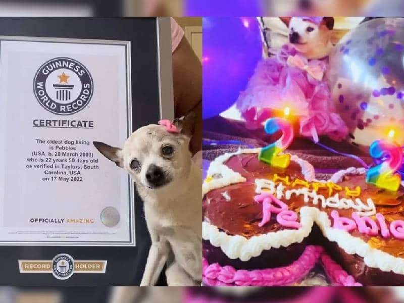¡Increíble! Perrita gana Récord Guinness al ser la más longeva del mundo