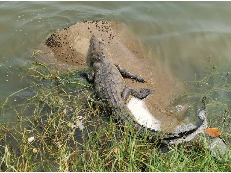 VIDEO: Cocodrilo ataca a un hombre en la Laguna