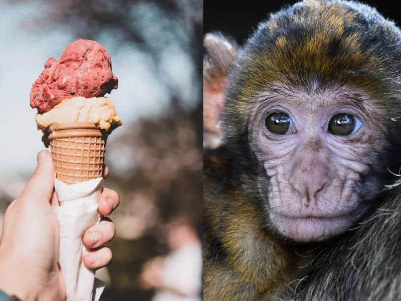animales calor
