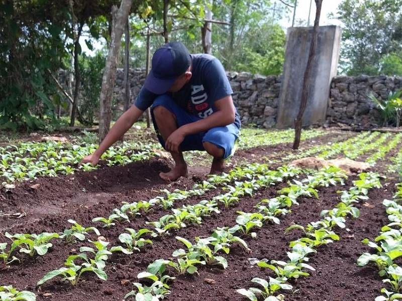 Buscan en Tizimín nuevos métodos para las cosechas