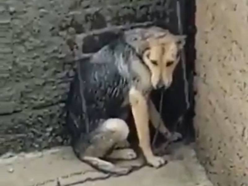 maltro animal
