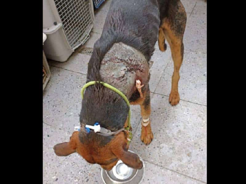 Disparan a Chente, perrito de la UAQ en campus Amazcala