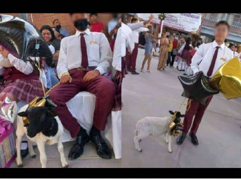 Joven se gradúa y le dan un borrego de regalo