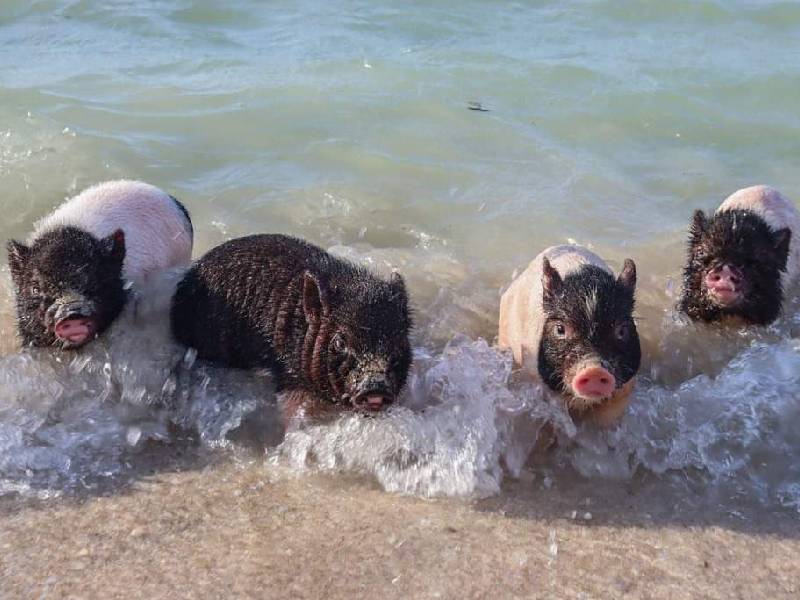 Playa de los cerditos, una opción para las vacaciones