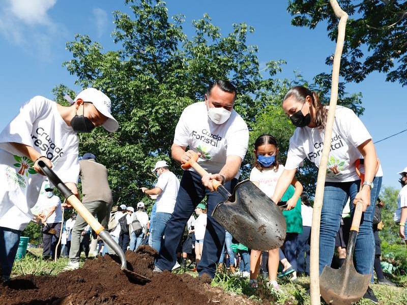 Reforestación en Mérida, sigue siendo un éxito