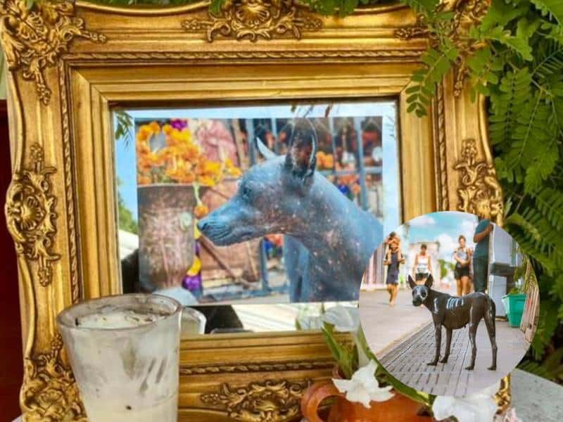 frida xoloitzcuintle