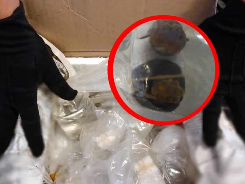 Detectan corales vivos sujetos a protección especial; iban a Mérida