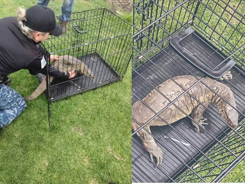 Rescatan a reptil que nadaba por canales de Xochimilco