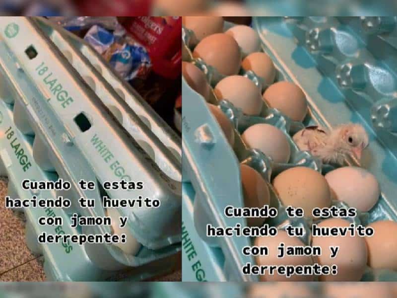 ¡Qué es esoo! Joven encuentra pollito recién nacido en charola de huevos