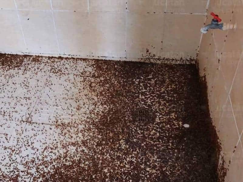 Plaga de "cochinillas" invaden las casas de Yucatán