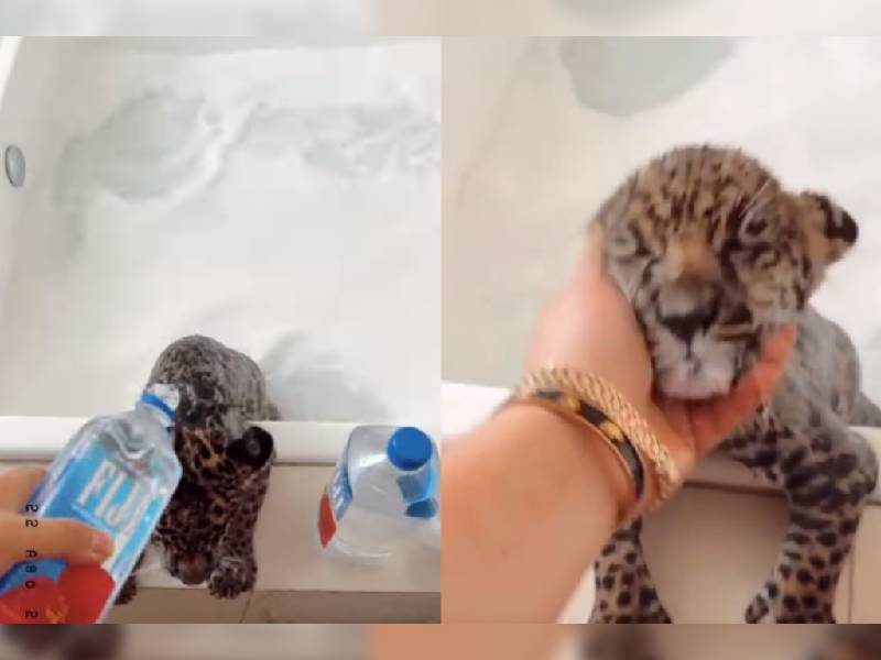 Acusan a Fofo Márquez de maltrato por bañar con champaña a jaguar