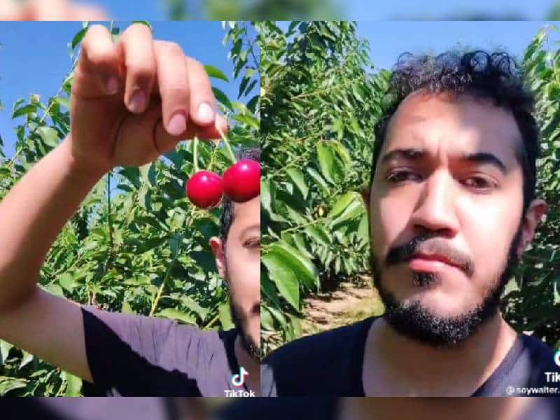 Este tiktoker te recomienda ir a Canadá a recolectar cerezas