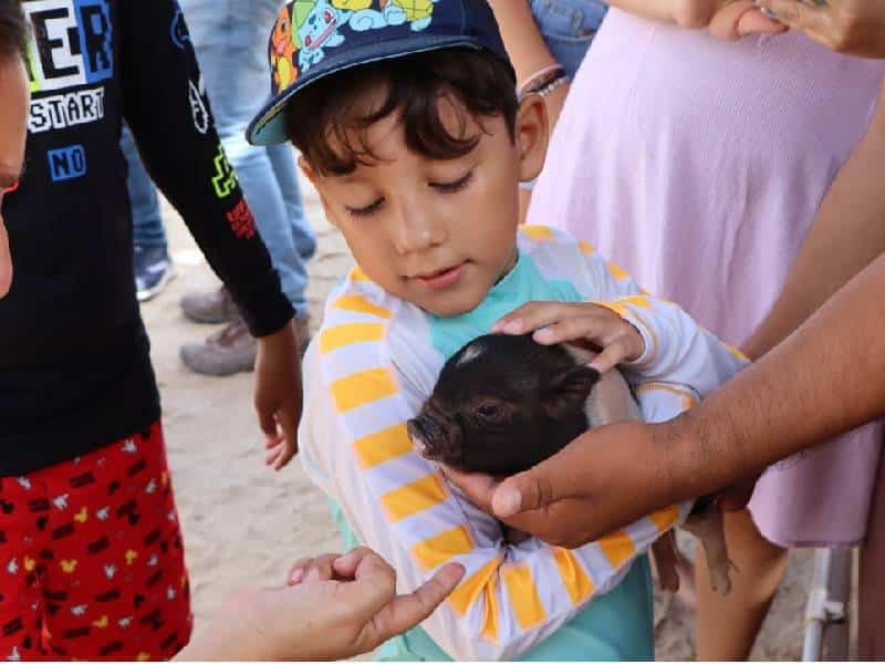 La costa "Pig Beach" en progreso cumple su primer año como atractivo turístico