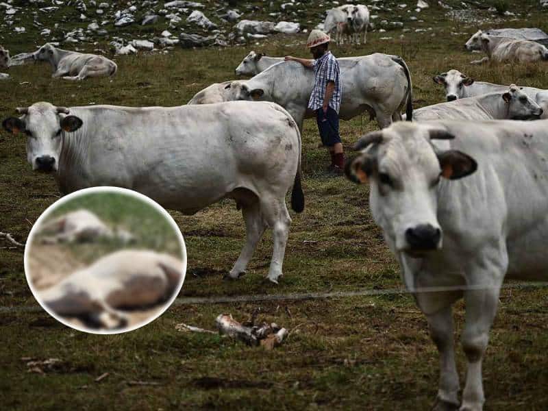 Decenas de vacas mueren envenenadas por la sequía en Italia