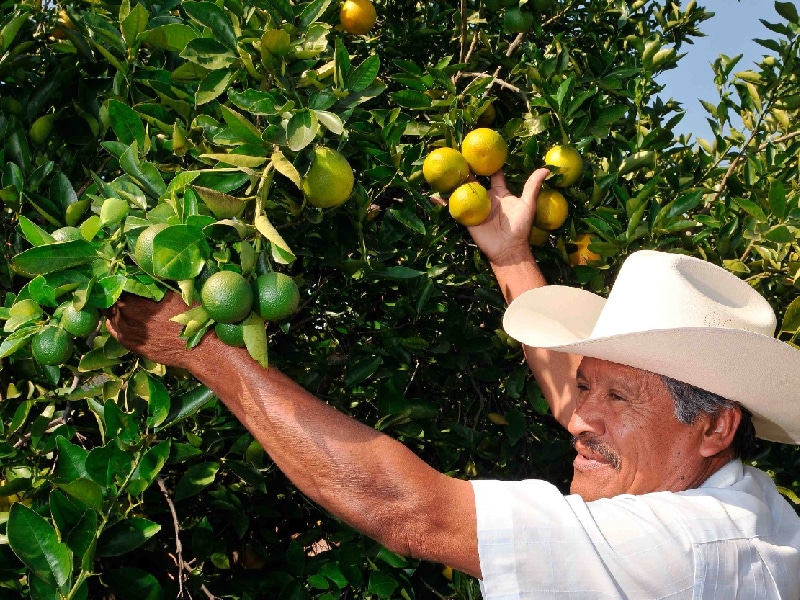 Apoyan a productores