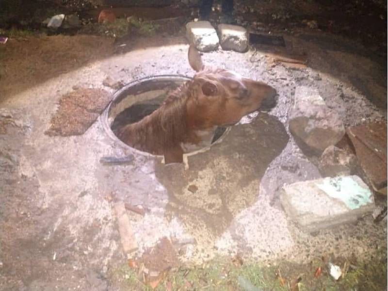 Un caballo quedó atrapado en un registro de agua potable
