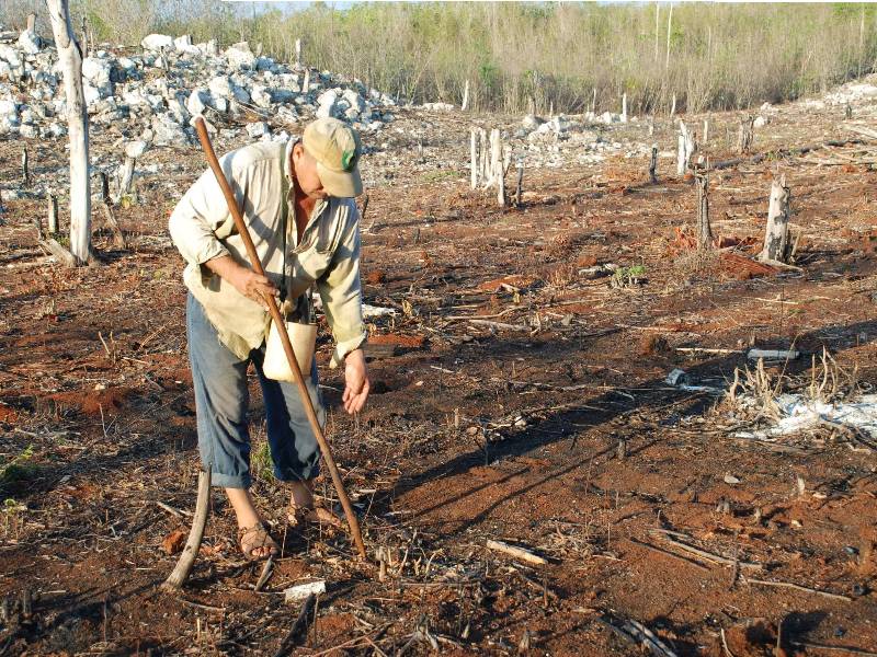 El 71% de agroquímicos usados en el sur de Yucatán son tóxicos