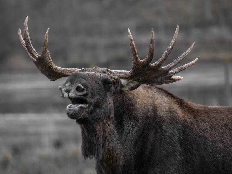 ¿Karma instantáneo? Cazador falla tiro a alce y este lo pisotea