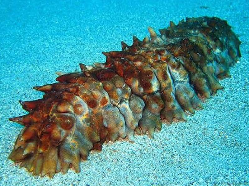 Vínculo de pepino de mar y marea roja, sin sustento