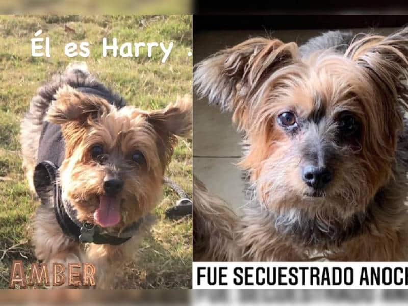 harry