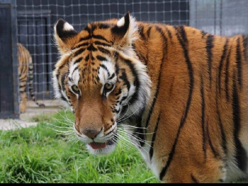 Los felinos tienen progresos satisfactorios, luego de exhibir condiciones de maltrato.
